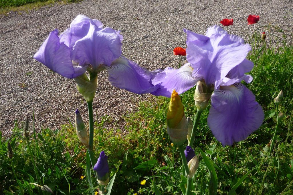 Maison D'hôtes Les Coquelicots Giverny Quarto foto